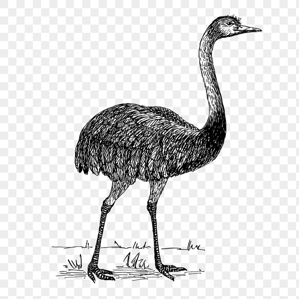 Rhea bird png sticker, wildlife | Free PNG - rawpixel
