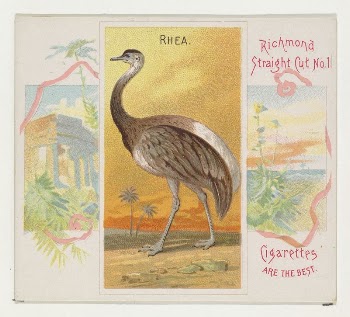 Rhea, from Birds of the Tropics | Free Photo - rawpixel