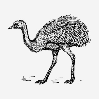 Rhea, ostrich illustration. Free public | Free Photo Illustration - rawpixel