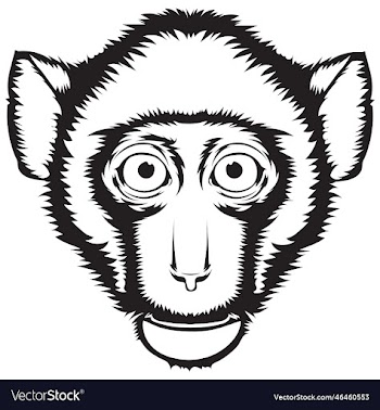 rhesus monkey