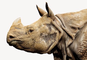 Rhino head, animal design  | Free Photo - rawpixel