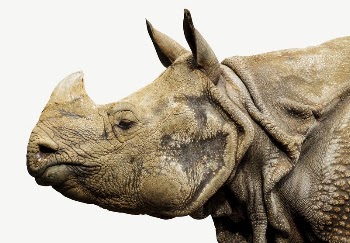 Rhino head collage element psd | Free PSD - rawpixel