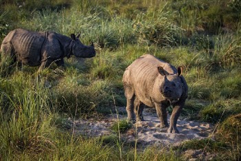 Rhino in grass field, animal | Free Photo - rawpixel