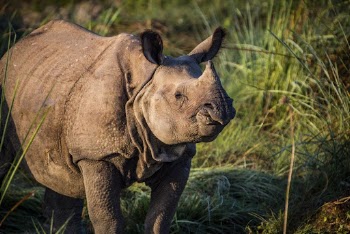 Rhino in grass field, animal | Free Photo - rawpixel
