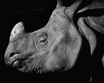 rhino_on_black_bw.jpg