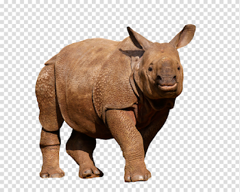 Rhino PNG Image