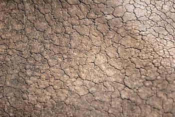rhino_skin.jpg