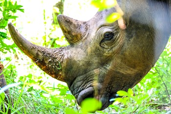 Rhinoceros