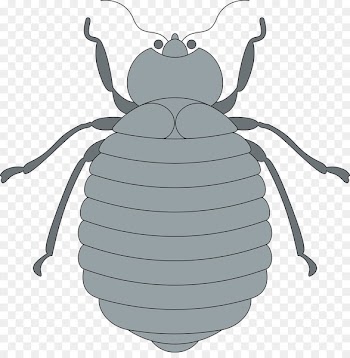 Rhinoceros beetles Portable Network Graphics Drawing - bee 