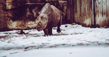Rhinoceros in the snow