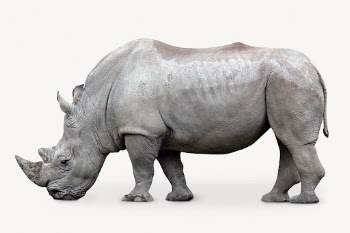 Rhinoceros isolated on white, real | Free PSD - rawpixel
