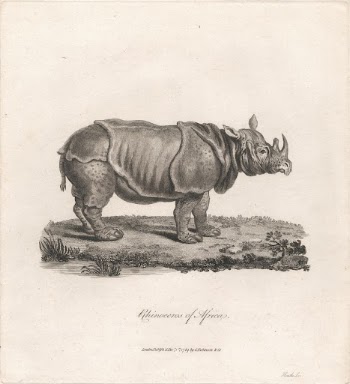 Rhinoceros of Africa by James | Free Photo - rawpixel