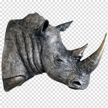 Rhinoceros Transparent Images
