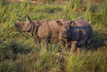 Rhinoceros, wild animal. Free public | Free Photo - rawpixel
