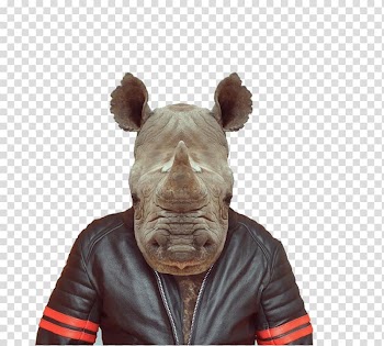 Rhinoceros Zoo Portraits, Animal Rhino transparent background PNG clipart