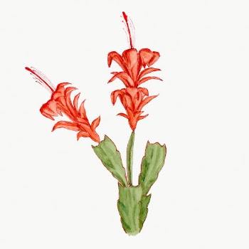 Rhipsalis drawing, aesthetic vintage flower | Free Photo Illustration - rawpixel