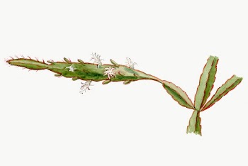 Rhipsalis illustration, botanical drawing | Free Photo Illustration - rawpixel