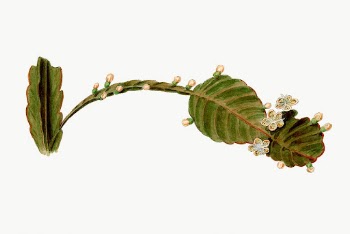 Rhipsalis Pachyptera drawing, vintage botanical | Free Photo Illustration - rawpixel