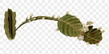 Rhipsalis Pachyptera png illustration, vintage | Free PNG Sticker - rawpixel