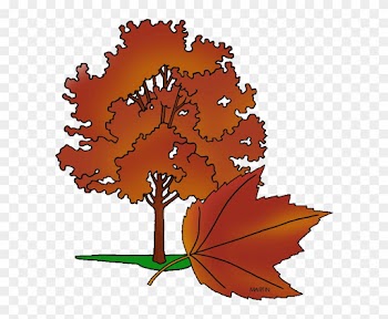 Rhode Island Clipart - Rhode Island State Tree