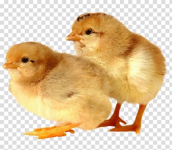 Rhode Island Red Sussex chicken Broiler Poultry farming, baby animals transparent background PNG clipart