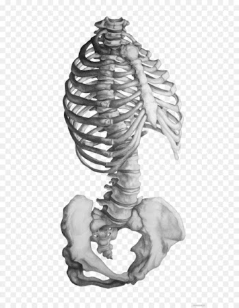 Rhode Island School of Design Anatomy Human skeleton Drawing - Gray sketch skeleton 