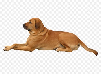 Rhodesian Ridgeback Newfoundland dog Dog walking Mongrel Image - dogpng pattern 