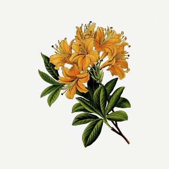 Rhododendron flower clipart, vintage plant | Free PSD Illustration - rawpixel