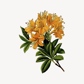 Rhododendron flower clipart, vintage plant | Free Vector Illustration - rawpixel