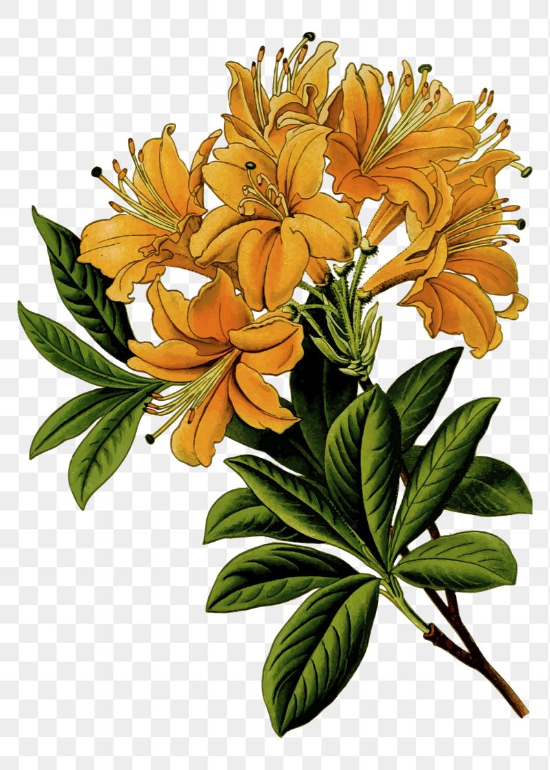 Rhododendron flower png sticker, vintage | Free PNG - rawpixel
