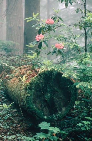  Rhododendron Flowers in forest floor 