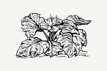Rhubarb clipart, vintage vegetable illustration | Free PSD Illustration - rawpixel