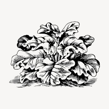 Rhubarb clipart, vintage vegetable illustration | Free Vector - rawpixel