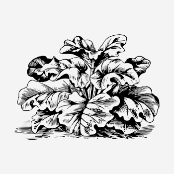 Rhubarb drawing, vintage vegetable illustration. | Free Photo - rawpixel
