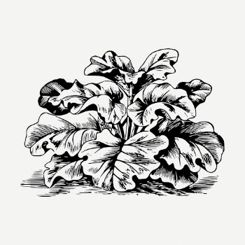 Rhubarb drawing, vintage vegetable illustration | Free PSD - rawpixel