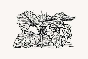 Rhubarb drawing, vintage vegetable illustration | Free Vector Illustration - rawpixel
