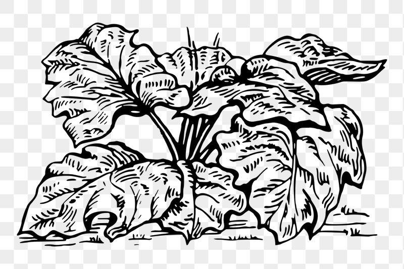 Rhubarb png sticker, vintage vegetable | Free PNG - rawpixel