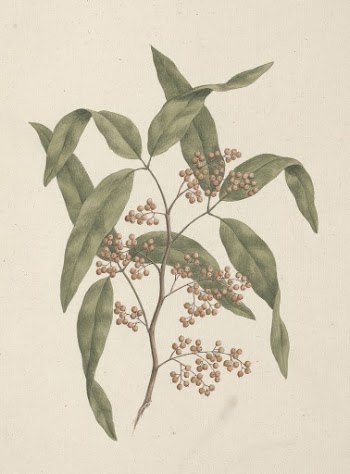 Rhus ? retinorrhoea  Oliver: | Free Photo - rawpixel