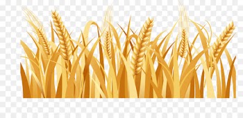 Rice Barley Arable land Farm - Golden wheat 