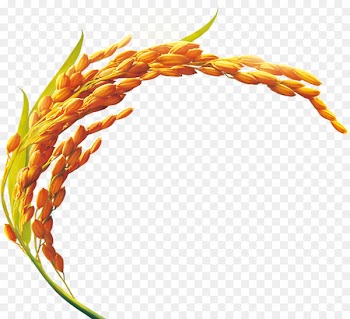 Rice bran oil Golden rice Cooking oil Yellow rice - Beautiful decorative yellow rice paddy 