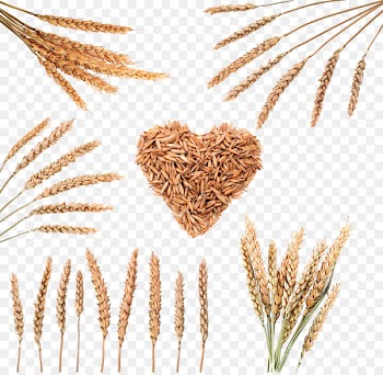 Rice Download Cereal Wheat - Wheat grain image 