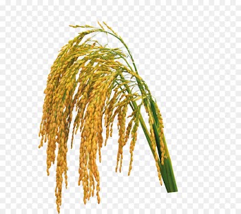 Rice Download - paddy,Rice,Rice,Rice,Hedao 