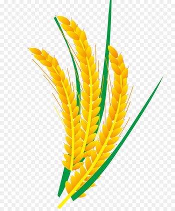 Rice Euclidean vector Computer file - Vector rice and wheat 