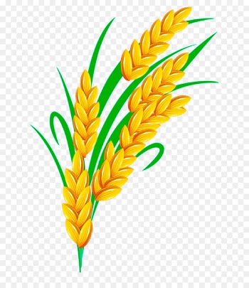 Rice Euclidean vector - Golden Rice 