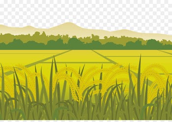 Rice Euclidean vector Paddy Field Harvest - Paddy fields in the countryside 
