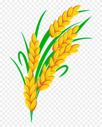 Rice Euclidean Vector - Rice Grain Vector Transparent