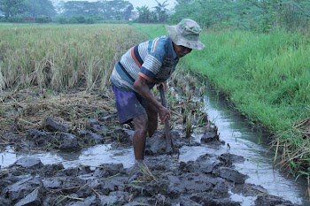 Rice Farmer Working in Paddy Field
