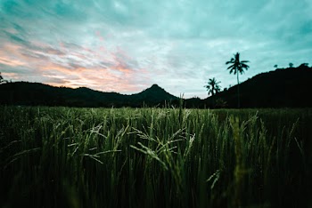 Rice Field