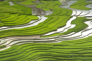 Rice Field