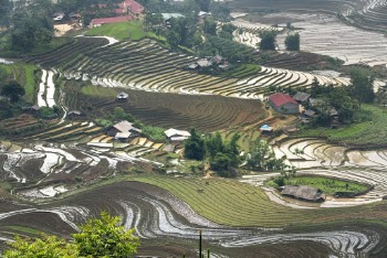 Rice Field